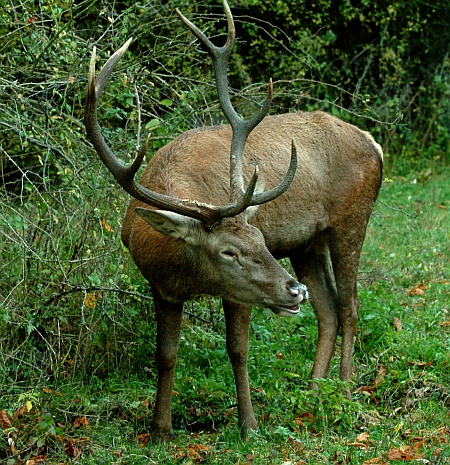 Ancora cervi